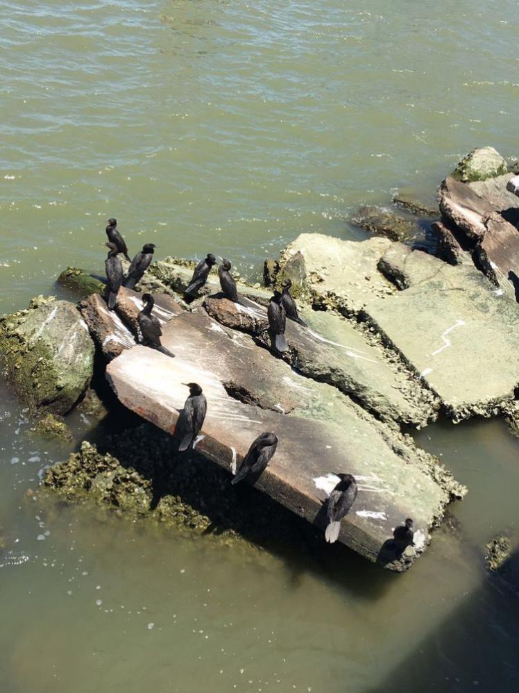 瞧這海邊礁石上：悠閑棲息的海鳥們！