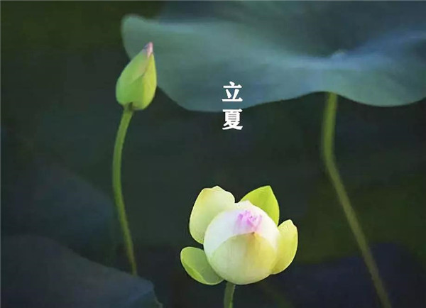 立夏已至，萬物向陽；